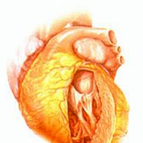 Миокарда левого желудочка сердца