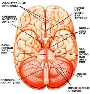 Артерии мозга
