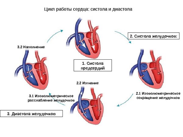 цикл работы сердца
