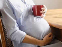 цикорий при беременности