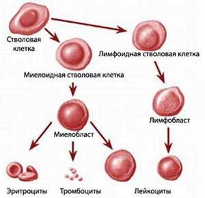 формирование кровяных клеток