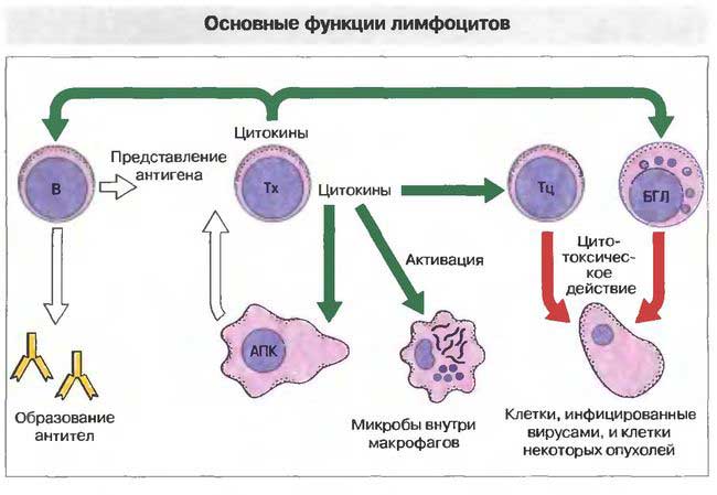 функции лимфоцитов