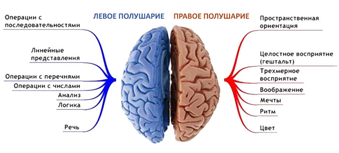 функции мозга
