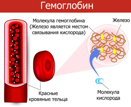 функция гемоглобина