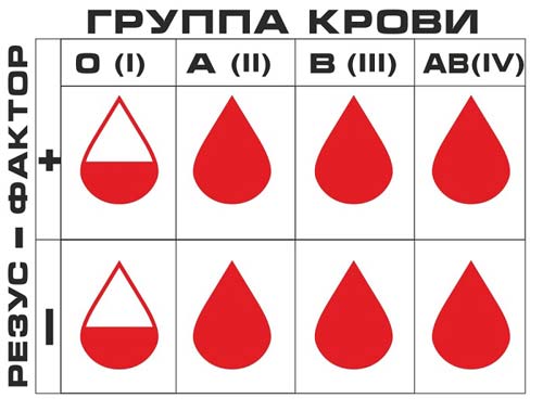 группы крови человека