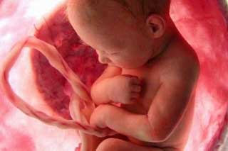 эмбрион в животе