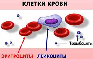 клетки крови
