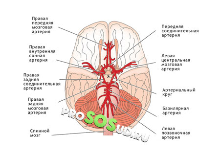 артерии мозга