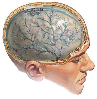 мозг человека