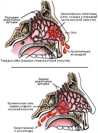 артерии носовые