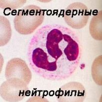 В анализе крови ребенка повышены сегментоядерные thumbnail