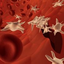 Анализ крови низкие тромбоциты как повысить thumbnail