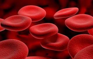 плоские кровяные клетки