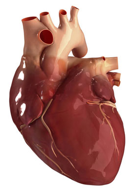 сердце человека