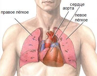 сердце в грудной клетке