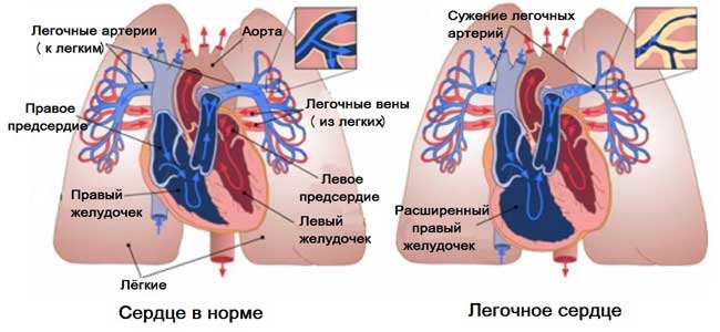 Схема движения крови к сердцу