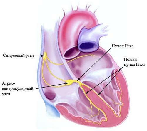 схема строения сердца