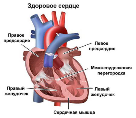 строение сердца