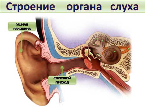 строение уха