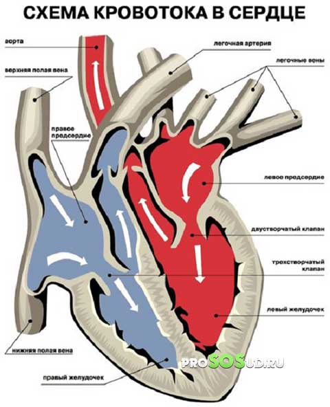 схема кровотока сердца