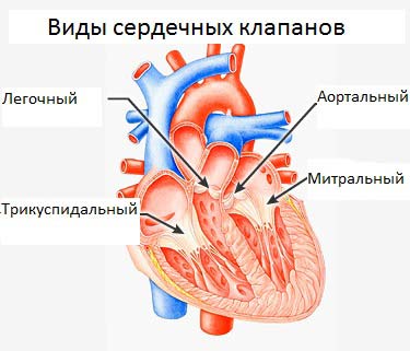 виды сердечных клапанов